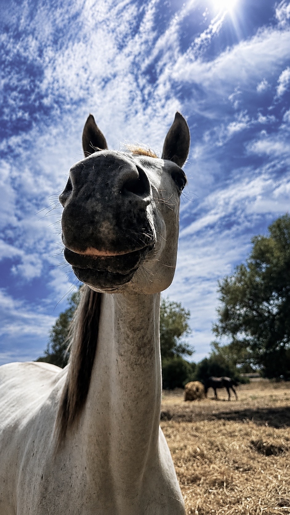 Epona y las algarrobas