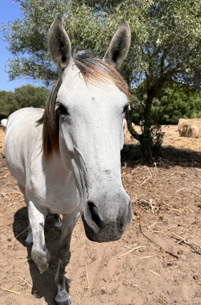Epona