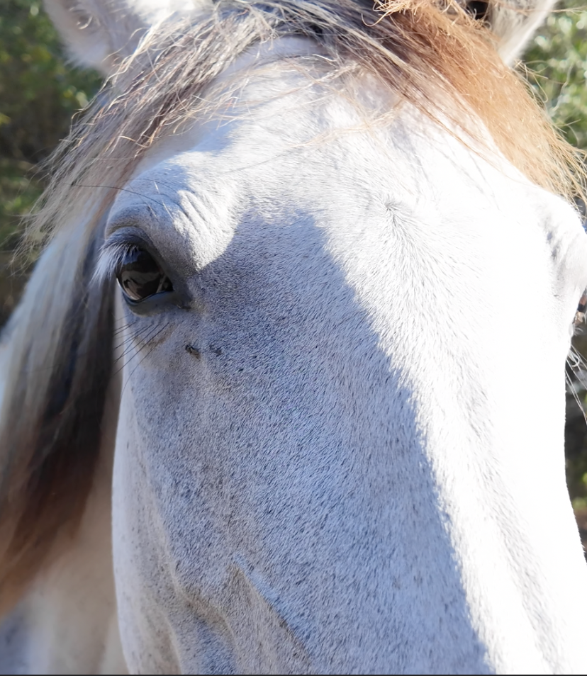 Epona en acción