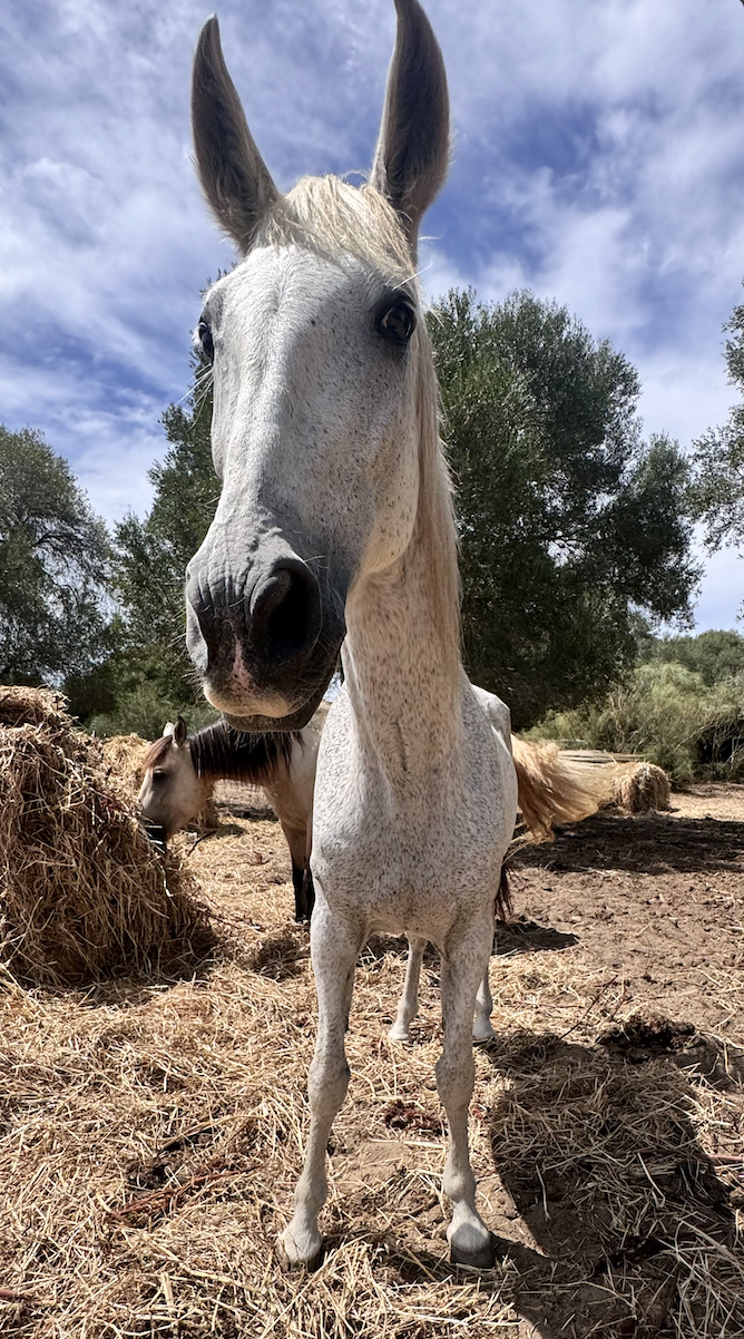 Juanita