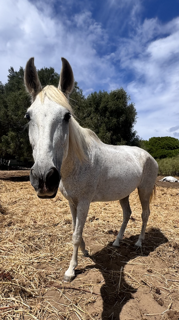 Juanita