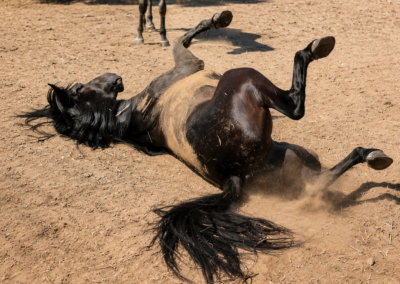 Caballo revolcándose en la arena en Centro Hípico Zahora