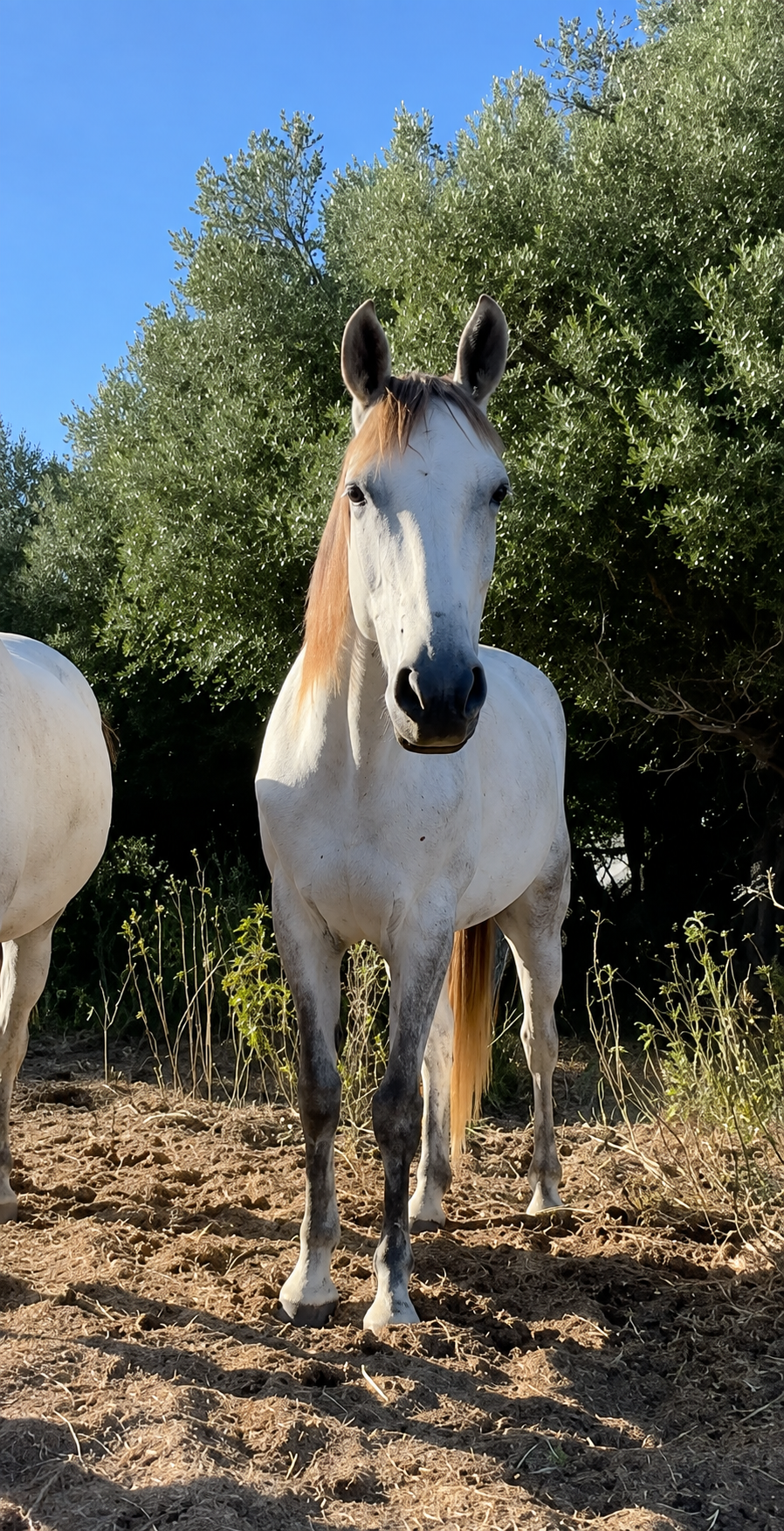 Epona