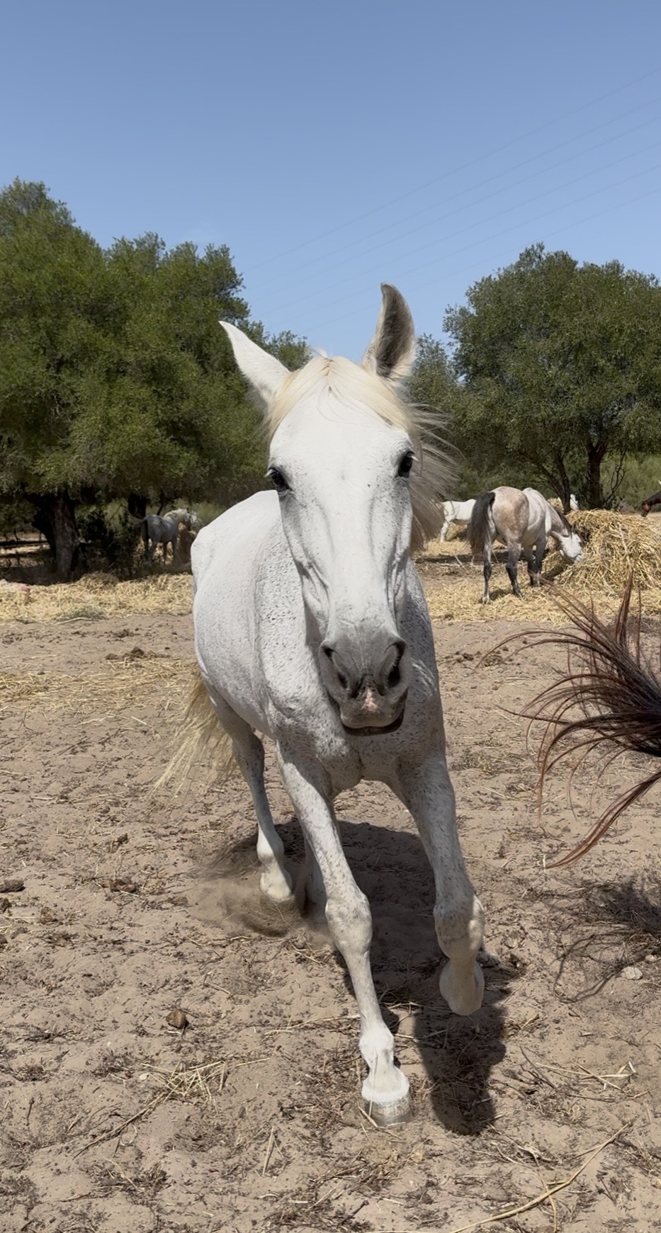 Juanita en acción