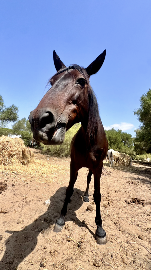 Princesa en acción