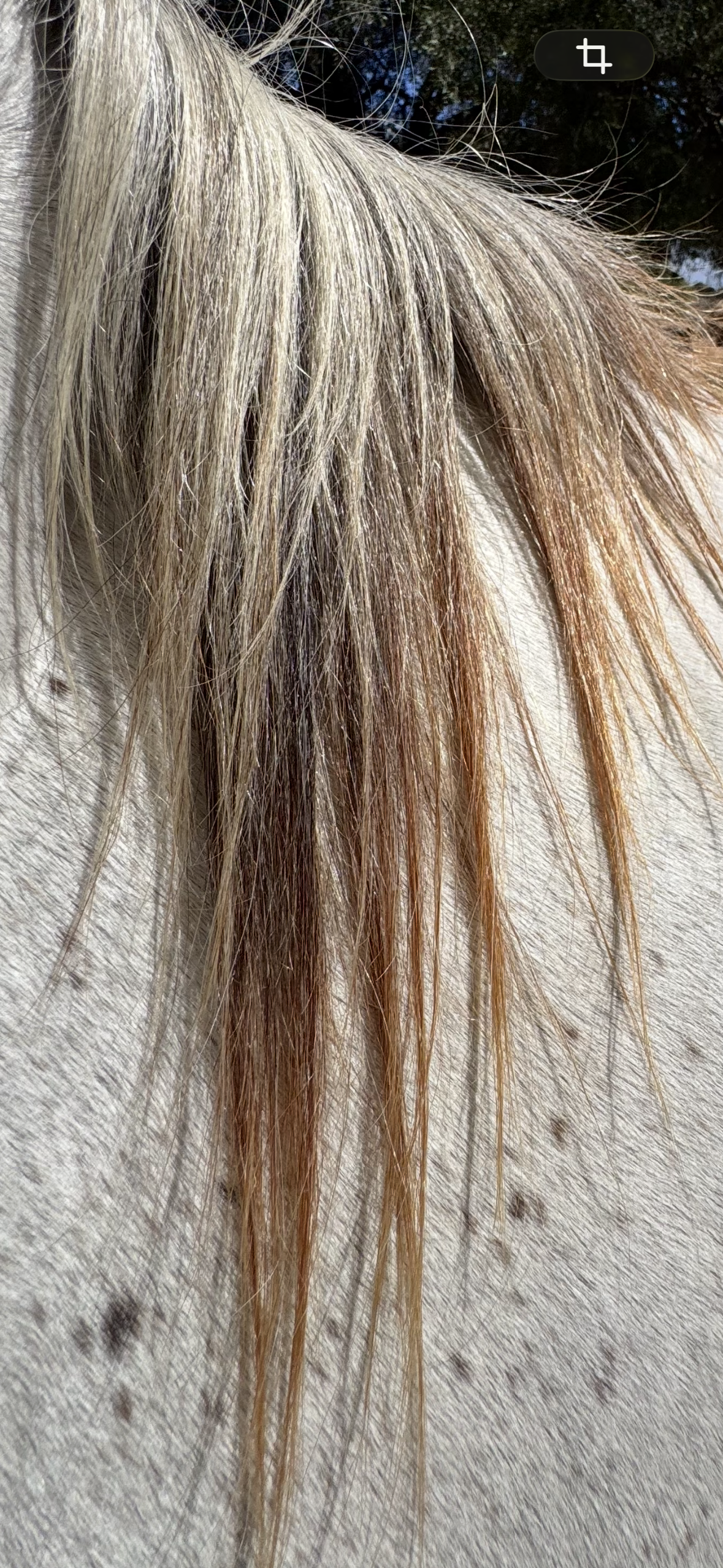 Crines de Epona